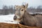 Beautiful portrait of a young Pere David`s deer walking free in a field with snow