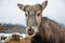 Beautiful portrait of a young Pere David`s deer walking free in a field with snow