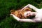 Beautiful Portrait of a young red-haired woman, raising her arms, lying in the summer sun on the green grass, the red hair