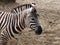 Beautiful portrait of a zebra with brown stripes