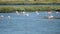 Beautiful Portugal. Flamingo birds eating in the Seixal Corrois Almada water park. Wild birds in the city. Save wild nature.