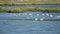 Beautiful Portugal. Flamingo birds eating in the Seixal Corrois Almada water park. Wild birds in the city. Save wild nature.