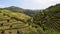 Beautiful Portugal - the vineyards at Douro Valley called Vale do Douro