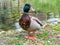 Beautiful posing duck in sunny weather - duck in front of water