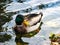 Beautiful posing duck in sunny weather - duck in water