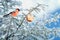 Beautiful postcard with a red plump bullfinch bird sitting on a spruce branch covered with frost and decorated with glass festive