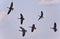 Beautiful postcard with six Canada geese flying