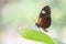 Beautiful Postman butterfly Heliconius melpomene on a flower.