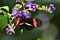 Beautiful Postman Butterfly Polinating Tiny Purple Flowers