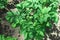 Beautiful potato bush on the vegetable garden