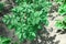 Beautiful potato bush on the vegetable garden