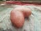 Beautiful potato in heart shape