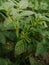 Beautiful potato leaves in fields