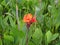 Beautiful potrait of flower called Canna indica