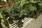 Beautiful potted banana trees in garden center