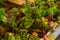 Beautiful potted beet seedlings in tray, closeup