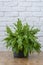 Beautiful potted Boston ferns or Green Lady houseplant on floor by brick wall in living room