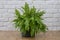 Beautiful potted Boston ferns or Green Lady houseplant on floor by brick wall in living room