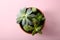 Beautiful potted echeveria on background, top view. Succulent plant