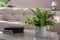 Beautiful potted fern and books on table in living room