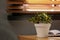 Beautiful potted Goldfish plant on wooden table indoors. Space for text