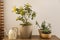 Beautiful potted mimosa with other houseplants and watering can in room