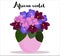 Beautiful potted multicoloral African Violet flower potted in pink flower pot. With lettering name. Cozy, ambient element for