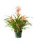 Beautiful Potted Orange Vriesa Bromeliad Isolated on White