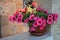 beautiful potted Petunia plant in bloom