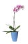 Beautiful potted Phalaenopsis orchid isolated