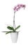 Beautiful potted Phalaenopsis orchid isolated