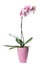 Beautiful potted Phalaenopsis orchid isolated