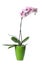 Beautiful potted Phalaenopsis orchid isolated