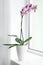 Beautiful potted Phalaenopsis orchid on window sill