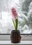 Beautiful potted pink hyacinth flower in home interior