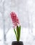 Beautiful potted pink hyacinth flower in home interior