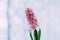 Beautiful potted pink hyacinth flower in home interior