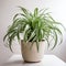 beautiful potted plant resting on a pristine white table near a wall in a bright, airy environment