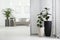 Beautiful potted plants in living room