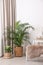 Beautiful potted plants near window with curtains in room