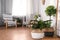 Beautiful potted plants in room interior. Design elements