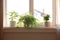 Beautiful potted plants on window sill