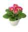 Beautiful potted primula flowers isolated on white