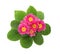 Beautiful potted primula flowers isolated on white, top view