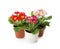 Beautiful potted primula flowers on white background