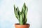 Beautiful potted sansevieria plant on light background.