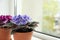 Beautiful potted violets on window sill, space for text. Delicate house plants