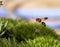 Beautiful potter wasp flying in grass