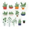 Beautiful pottery plants set on white background