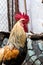 Beautiful poultry rooster standing